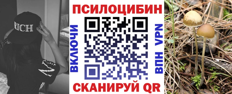 Галлюциногенные грибы Psilocybine cubensis Теберда